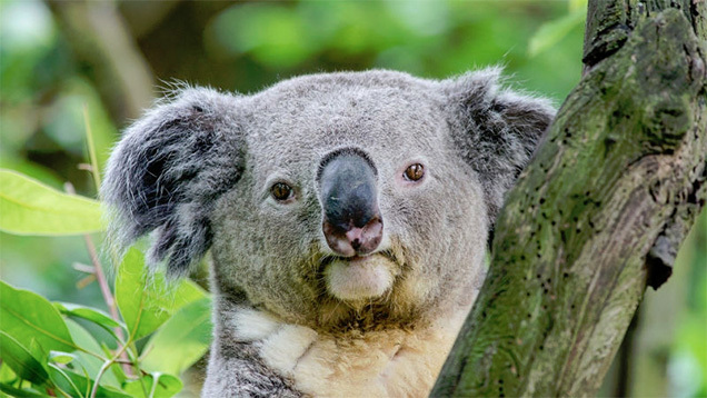 160215_koala01.jpg