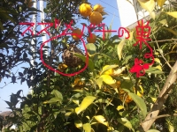 柚の木に生息するスズメバチ