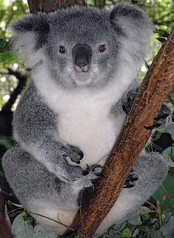 250px-Friendly_Female_Koala.jpg